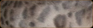 bengal cat colours and pattersn
